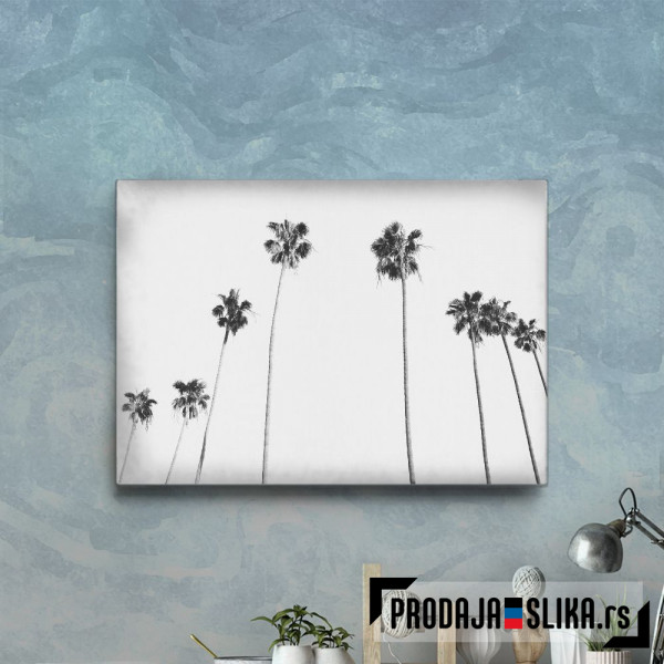 Black And White Palms 3