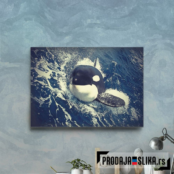 Orca