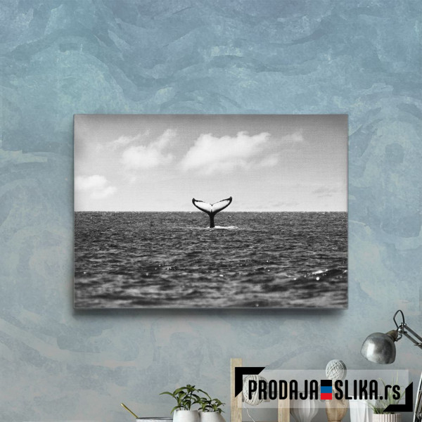 Whale Tail