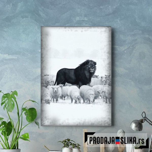 Lion among Sheep
