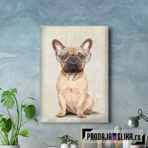 Mr French Bulldog