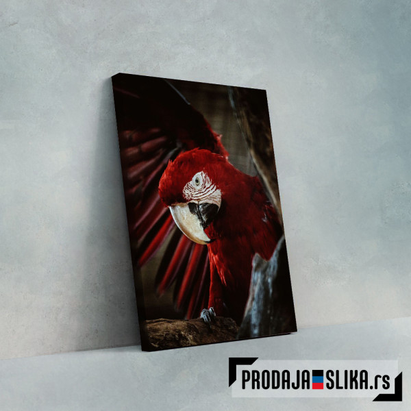 Crveni papagaj na drvetu
