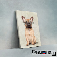 Mr French Bulldog