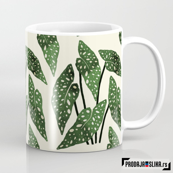 Begonia maculata - kućna biljka